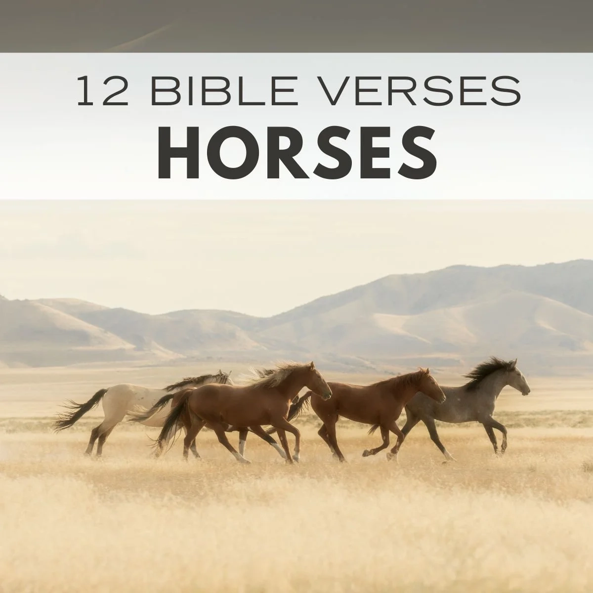 Bible Quotes About Horses