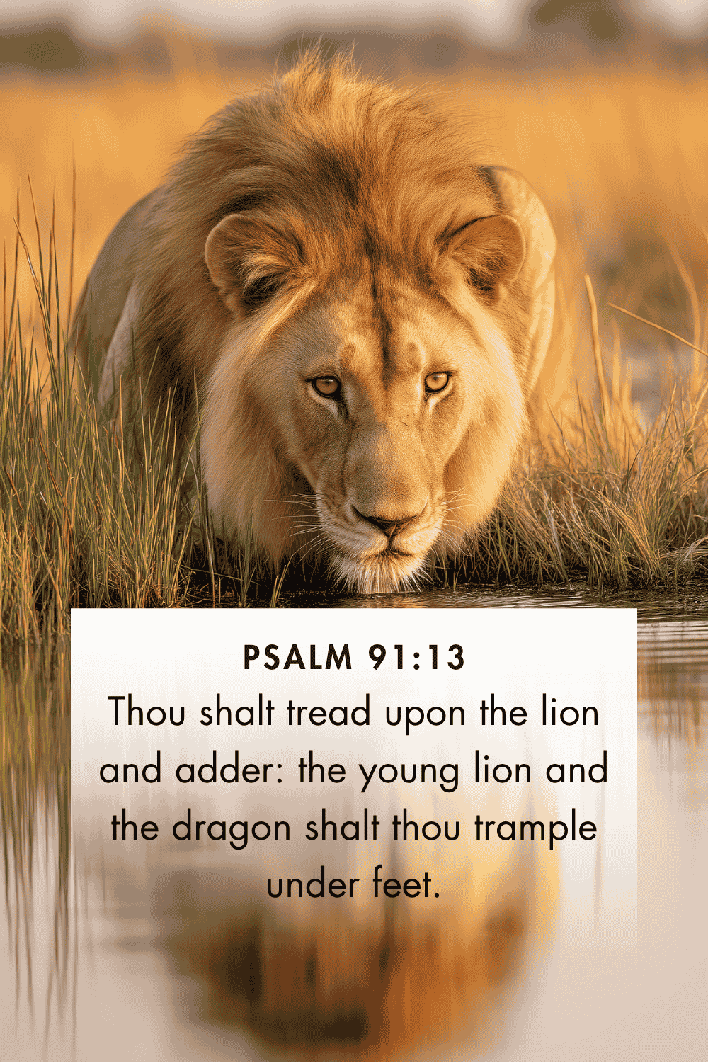 12 Powerful Bible Verses About The Lion Of Judah Christ Follower Life
