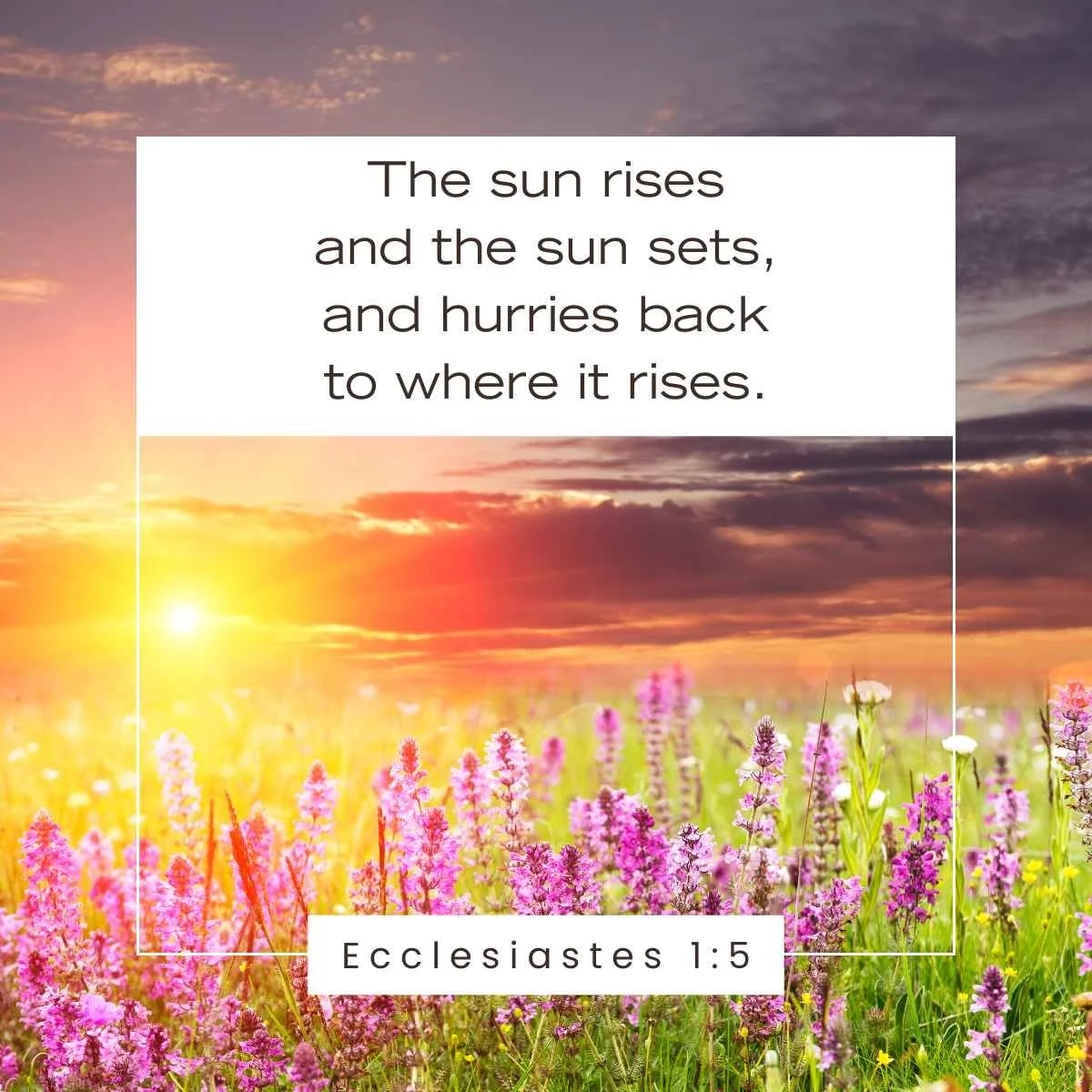 15 Bible Verses About The Sun
