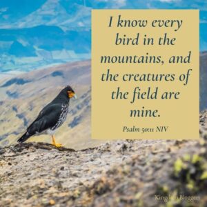 16 Bible Verses About Birds