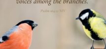 16 Bible Verses About Birds