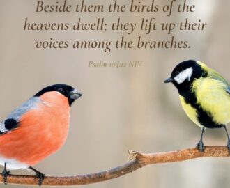 16 Bible Verses About Birds