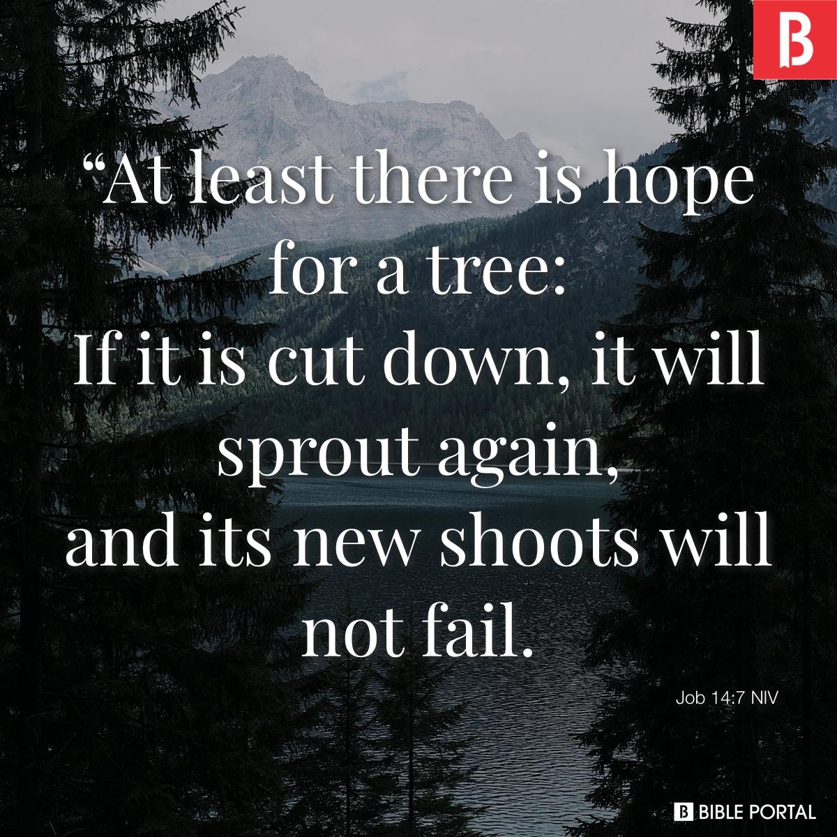 160 Bible Verses About Trees