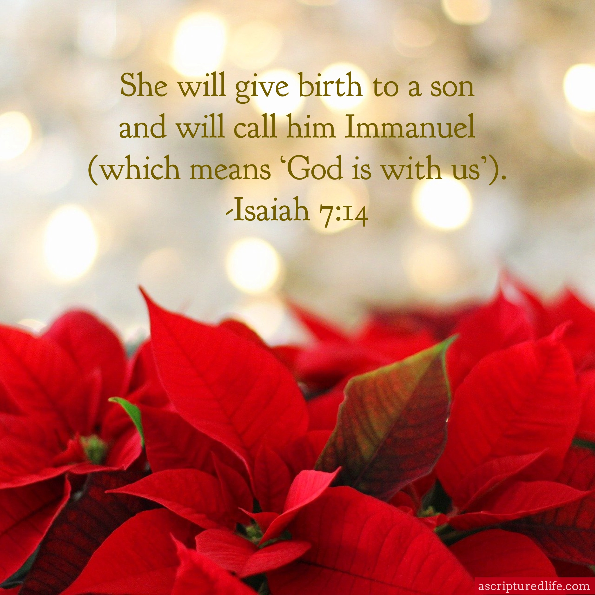 25 Christmas Bible Verses To Usher In Peace And Joy A Scriptured Life