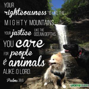45 Dog Quotes Ideas Dog Quotes I Love Dogs Words