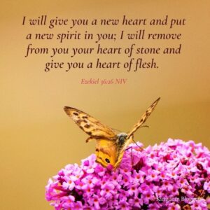 7 Bible Verses About Butterflies