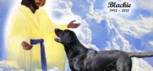 8 About Pets Ideas Pets Dog Quotes I Love Dogs