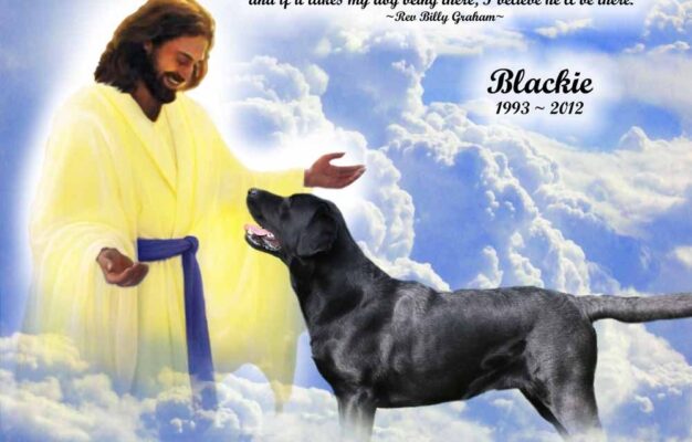 8 About Pets Ideas Pets Dog Quotes I Love Dogs