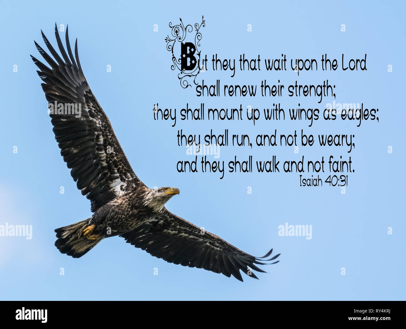 Bald Eagle Isaiah 40 31 Bible Verse Quote Stock Photo Alamy