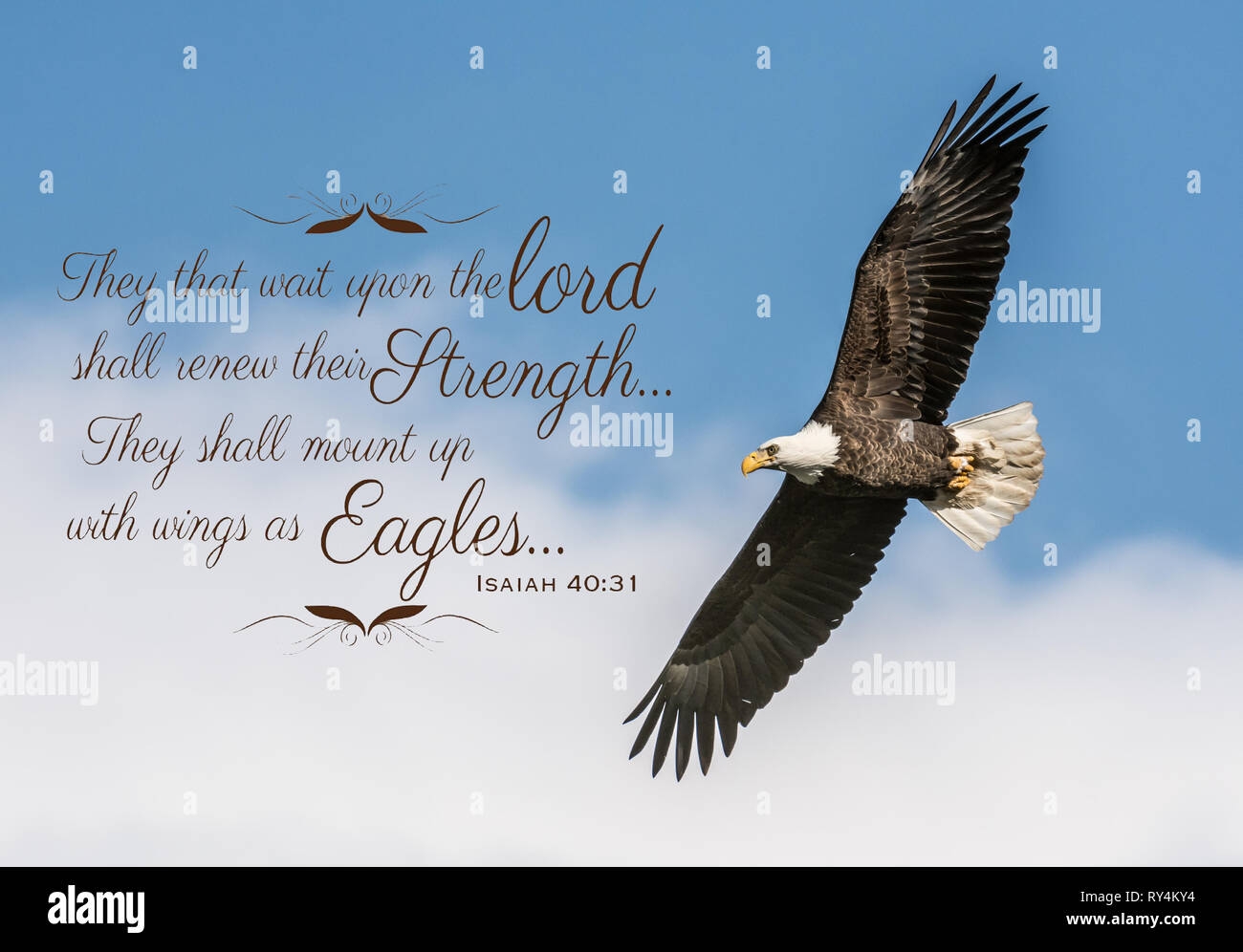 Bald Eagle Isaiah 40 31 Bible Verse Quote Stock Photo Alamy