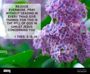 Bible Quote On Lilac Flower Background Inspiration Christian Praying Verse Rejoice Evermore Pray Without Ceasing In Every Thing Give Thanks For This Stock Photo Alamy