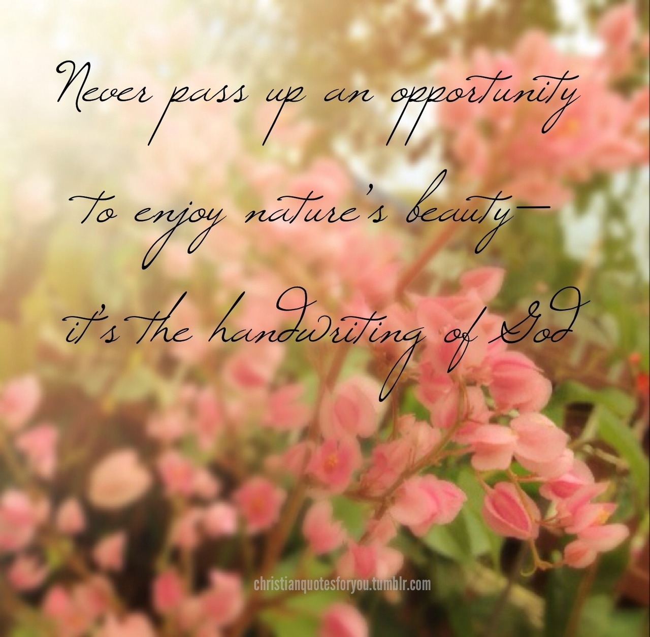 Bible Quotes About Natures Beauty QuotesGram