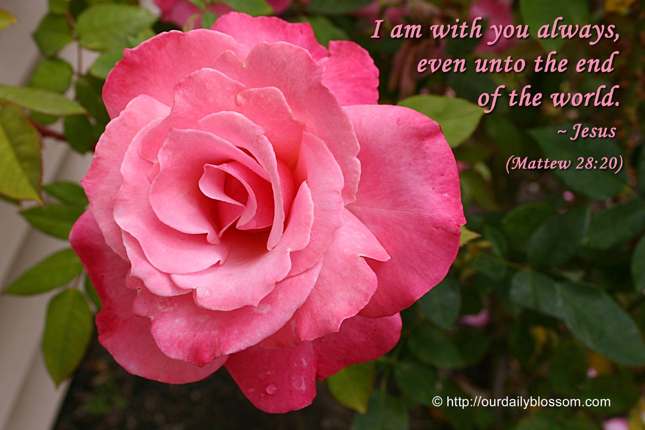 Bible Quotes About Roses QuotesGram