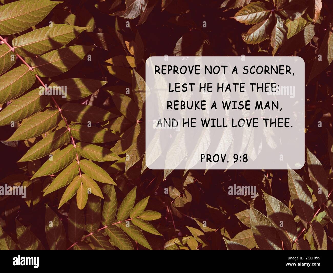 Bible Quotes Autumn Leaves Nature Background Card Text For Believers Inspirational Christian Praying Verse Reprove Not A Scorner Lest He Hate Thee Stock Photo Alamy