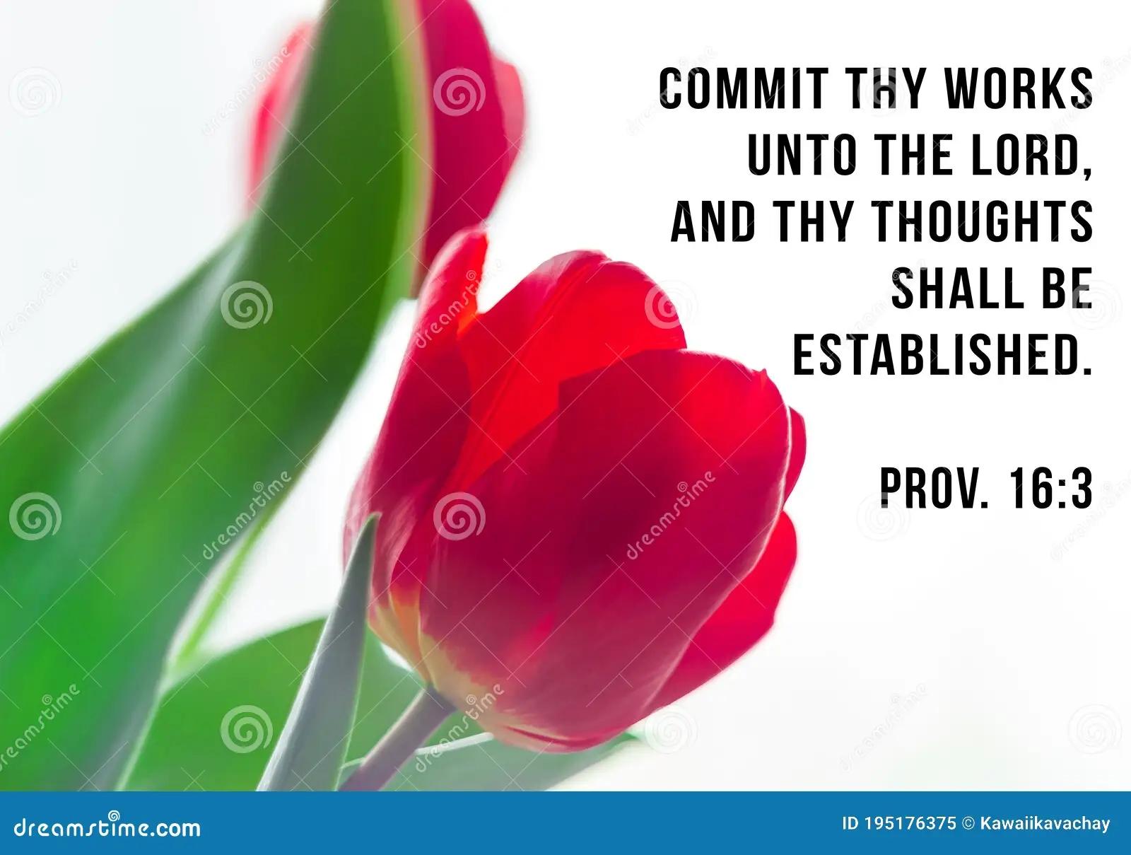Bible Quotes On Blooming Red Tulip Flower Background Card With Text Sign For Believers Stock Image Image Of Inspirational Education 195176375