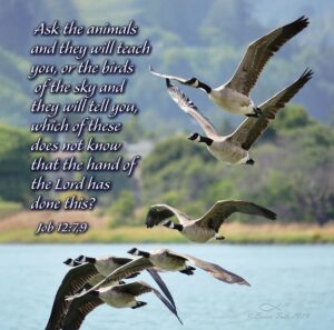 Bible Study With The Birds Daily Dose With Dr Shermaine