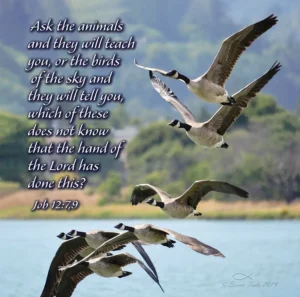Bible Study With The Birds Daily Dose With Dr Shermaine
