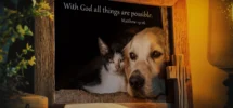 Bible Verse Matthew 19 26 Christian Scripture Dog Cat Art Print 8x10 Unframed Classroom Dog Kennel Breeder Veterinarian Home Wall Decor Gift Etsy