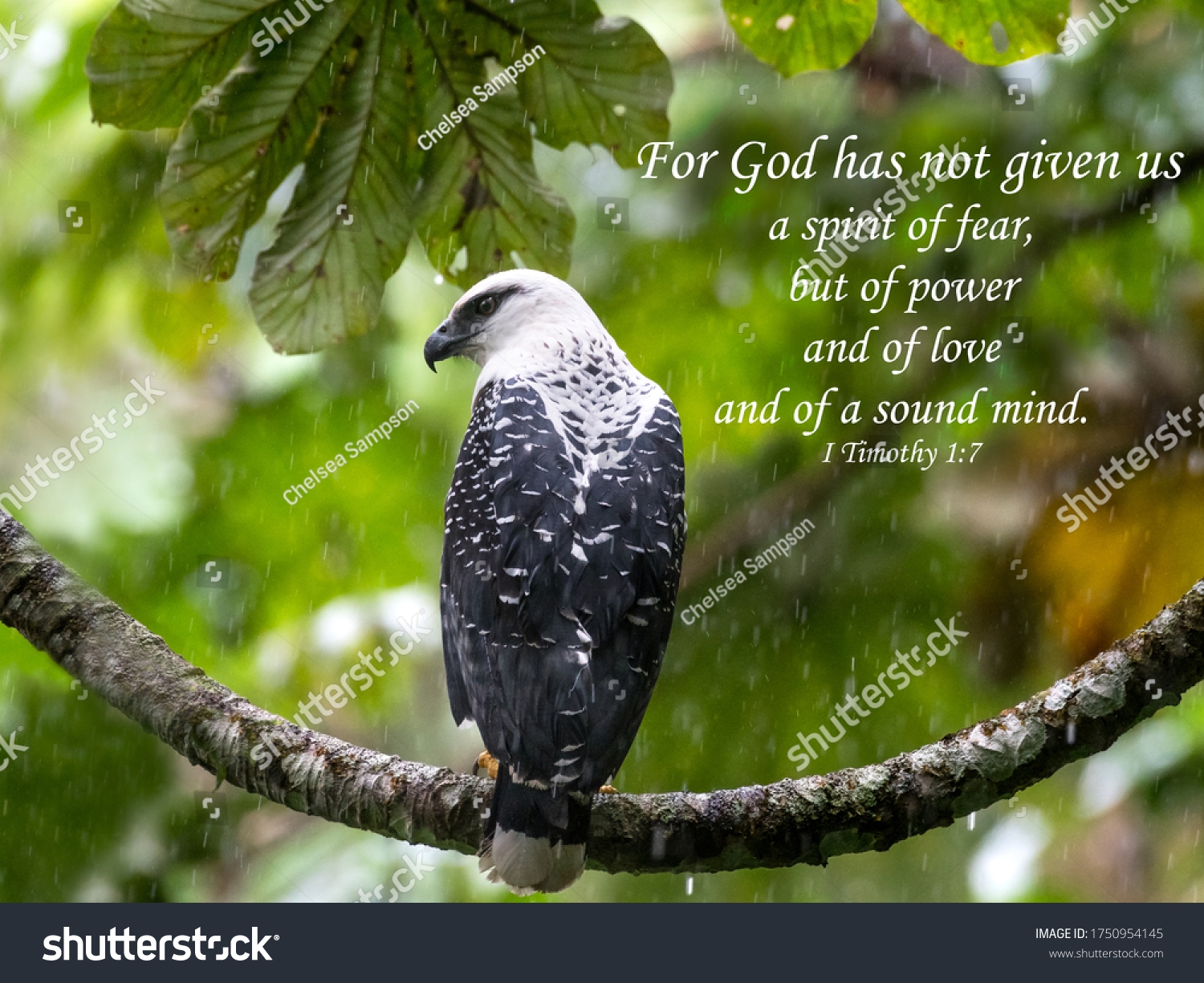 Bible Verses Printed On Beautiful Bird Stock Photo 1750954145 Shutterstock