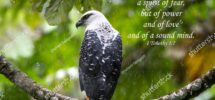 Bible Verses Printed On Beautiful Bird Stock Photo 1750954145 Shutterstock