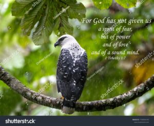 Bible Verses Printed On Beautiful Bird Stock Photo 1750954145 Shutterstock