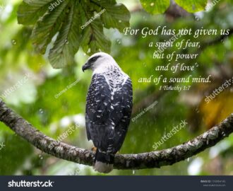 Bible Verses Printed On Beautiful Bird Stock Photo 1750954145 Shutterstock