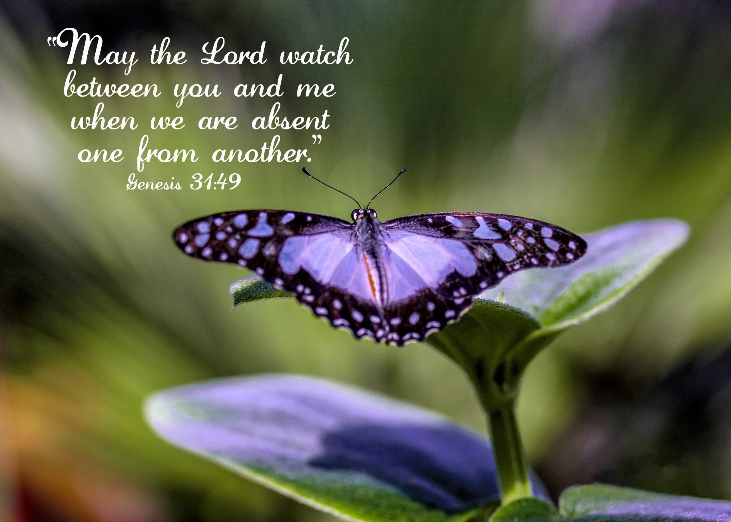 Butterfly Bible Quotes