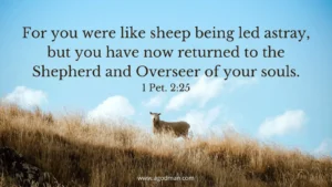 Christ Is The Chief Shepherd The Shepherd Of Our Souls And Our Eternal Shepherd