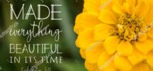 Close Yellow Zinnia Flower Ecclesiastes 311 Stock Photo 2053883720 Shutterstock