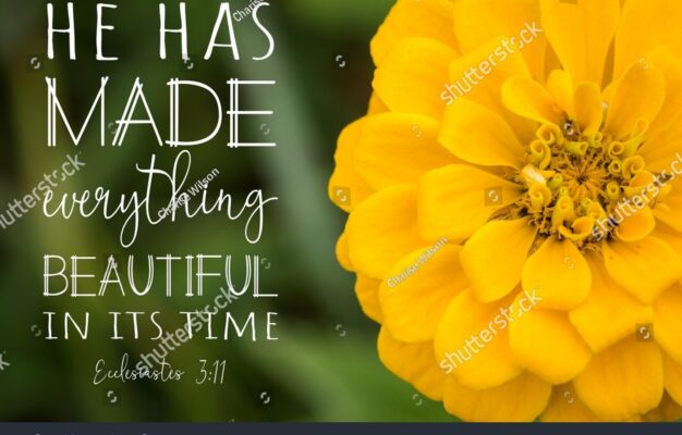 Close Yellow Zinnia Flower Ecclesiastes 311 Stock Photo 2053883720 Shutterstock