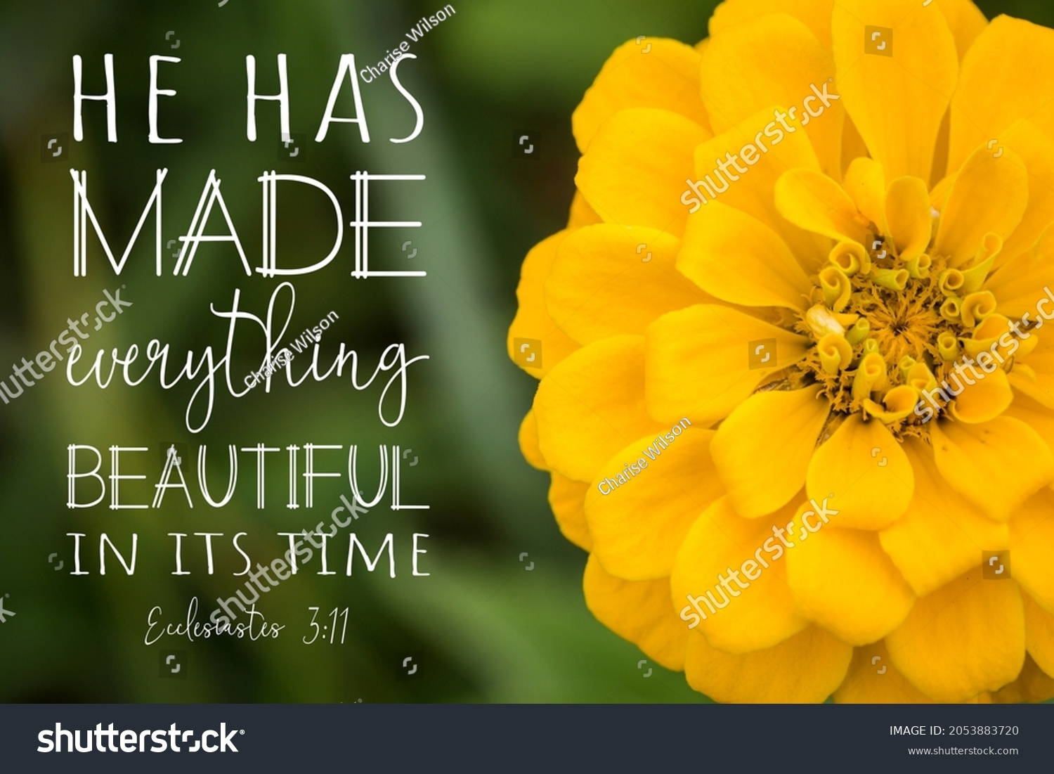 Close Yellow Zinnia Flower Ecclesiastes 311 Stock Photo 2053883720 Shutterstock