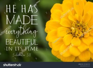 Close Yellow Zinnia Flower Ecclesiastes 311 Stock Photo 2053883720 Shutterstock