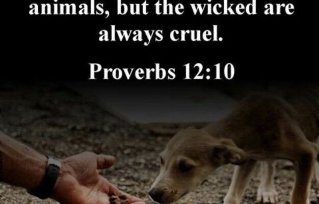 Compassion For Animals You ve Got A Friend