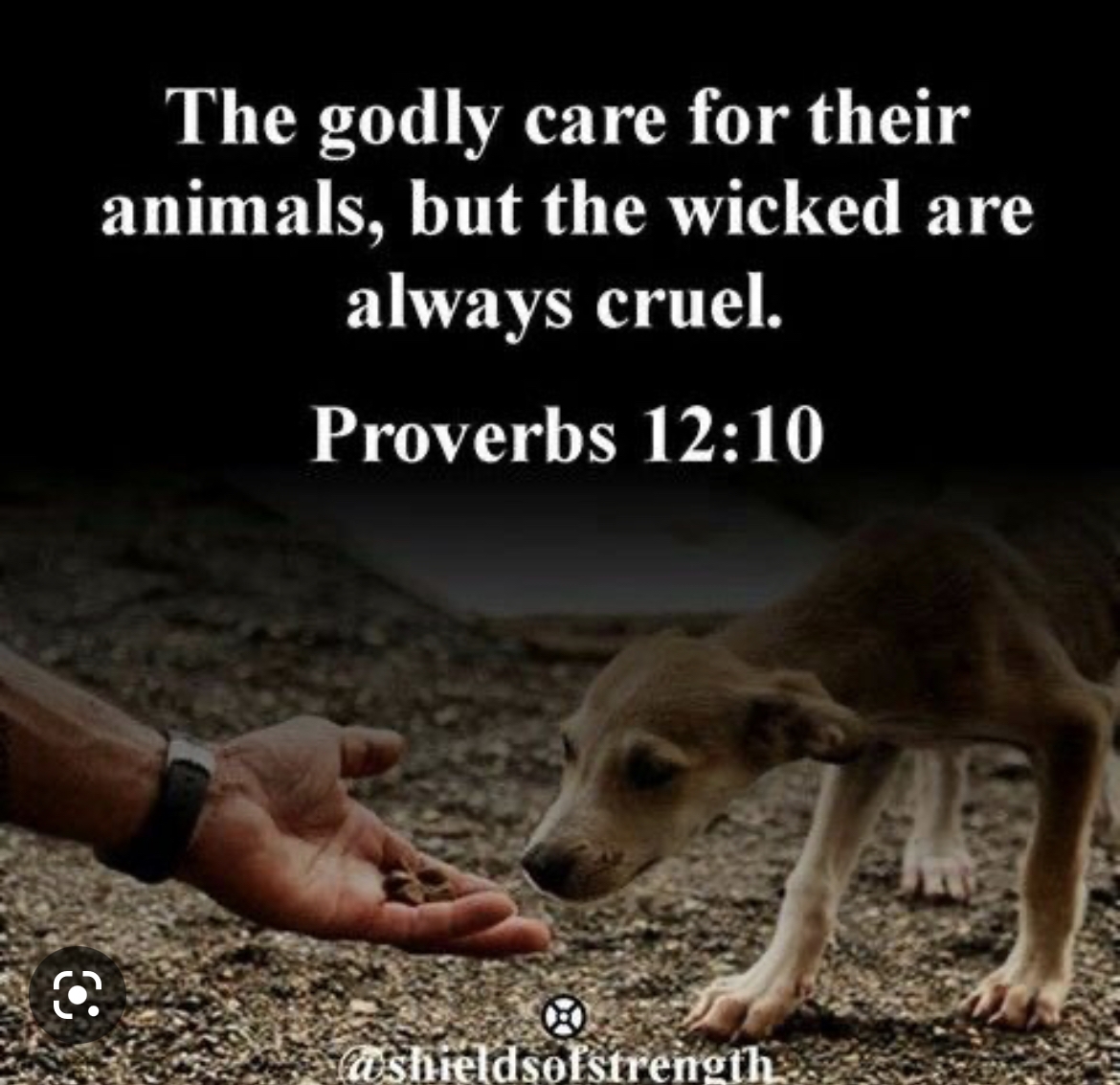 Compassion For Animals You ve Got A Friend