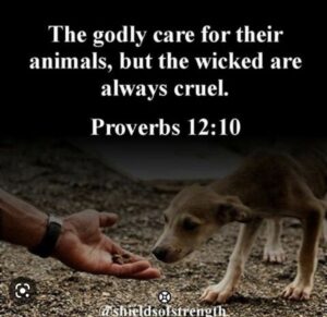 Compassion For Animals You ve Got A Friend