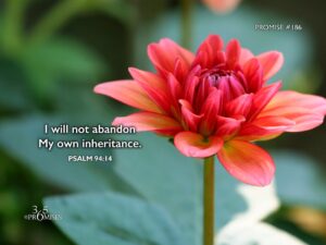 Daily Promise 365 PROMISES