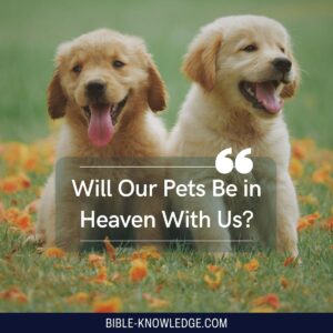 Do Animals Go To Heaven Will Our Pets Be In Heaven