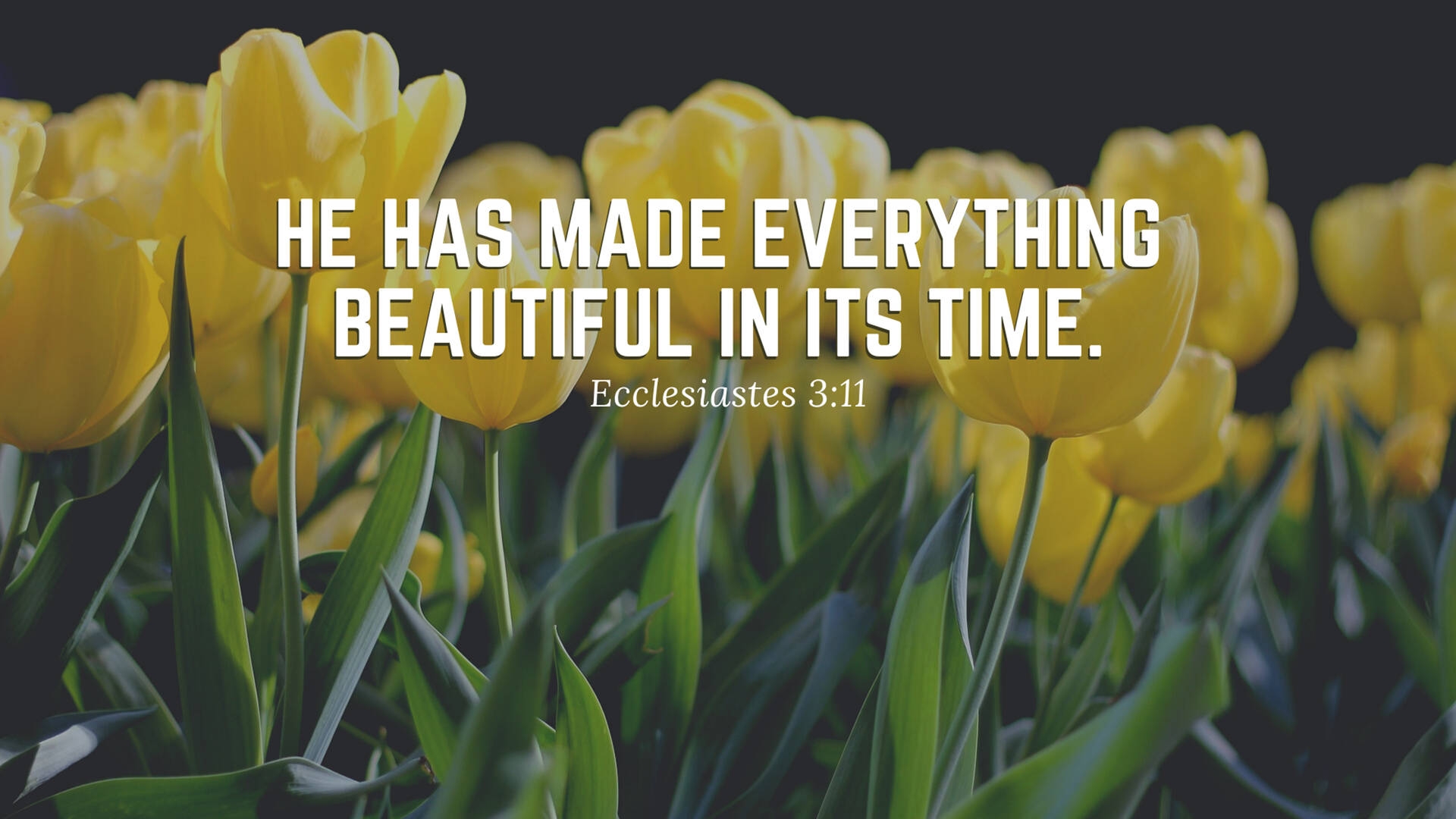Download Beautiful Bible Quote Wallpaper Wallpapers