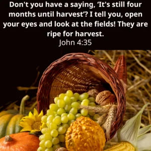 Embracing The Season Of Harvest 7 Bible Verses For Reflection Bible Society In South Sudan