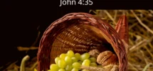 Embracing The Season Of Harvest 7 Bible Verses For Reflection Bible Society In South Sudan