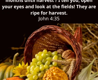 Embracing The Season Of Harvest 7 Bible Verses For Reflection Bible Society In South Sudan