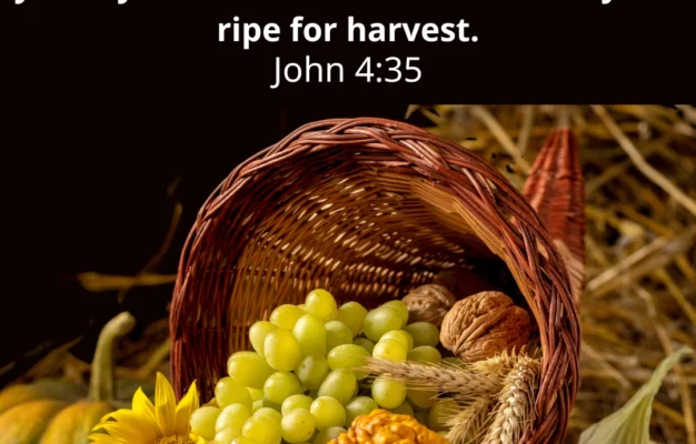 Embracing The Season Of Harvest 7 Bible Verses For Reflection Bible Society In South Sudan