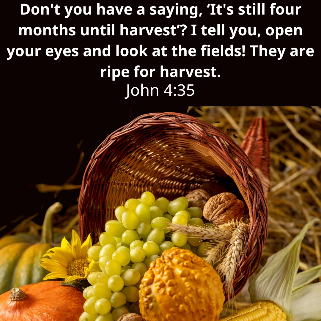 Embracing The Season Of Harvest 7 Bible Verses For Reflection Bible Society In South Sudan
