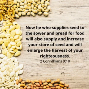 Embracing The Season Of Harvest 7 Bible Verses For Reflection Bible Society Of Zimbabwe