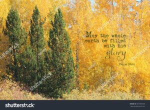 Fall Aspen Pine Trees Bible Verse Stock Photo 507389368 Shutterstock
