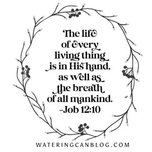 Feeling Like Job Scripture Challenge Job Wateringcanblog