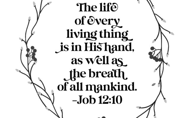 Feeling Like Job Scripture Challenge Job Wateringcanblog