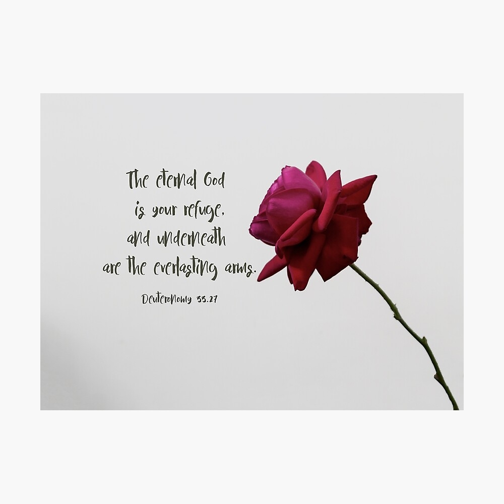 Gorgeous Rose In Bloom With Bible Verse Poster For Sale By Amor vinces Redbubble