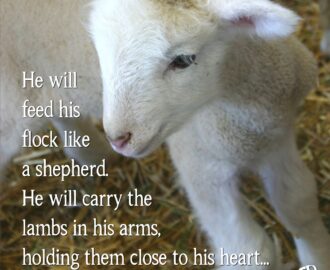 He Will Feed His Flock Like A Shepherd He Will Carry The Lambs In His Arms Holding Them Close To His Heart Isa 40 11