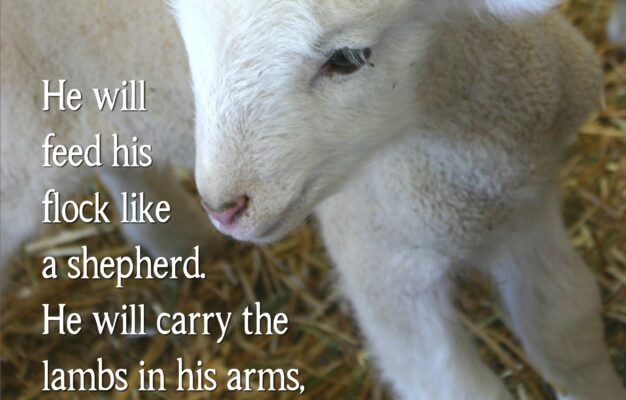He Will Feed His Flock Like A Shepherd He Will Carry The Lambs In His Arms Holding Them Close To His Heart Isa 40 11